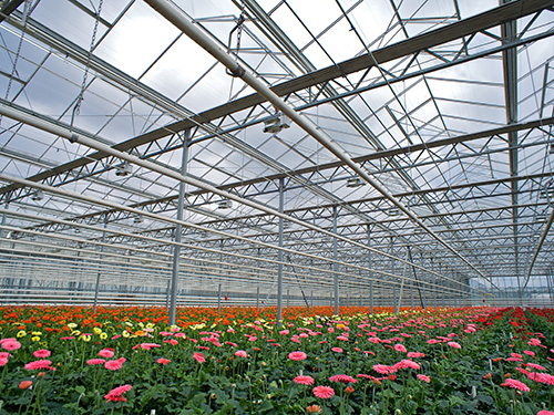 贵州花卉玻璃温室